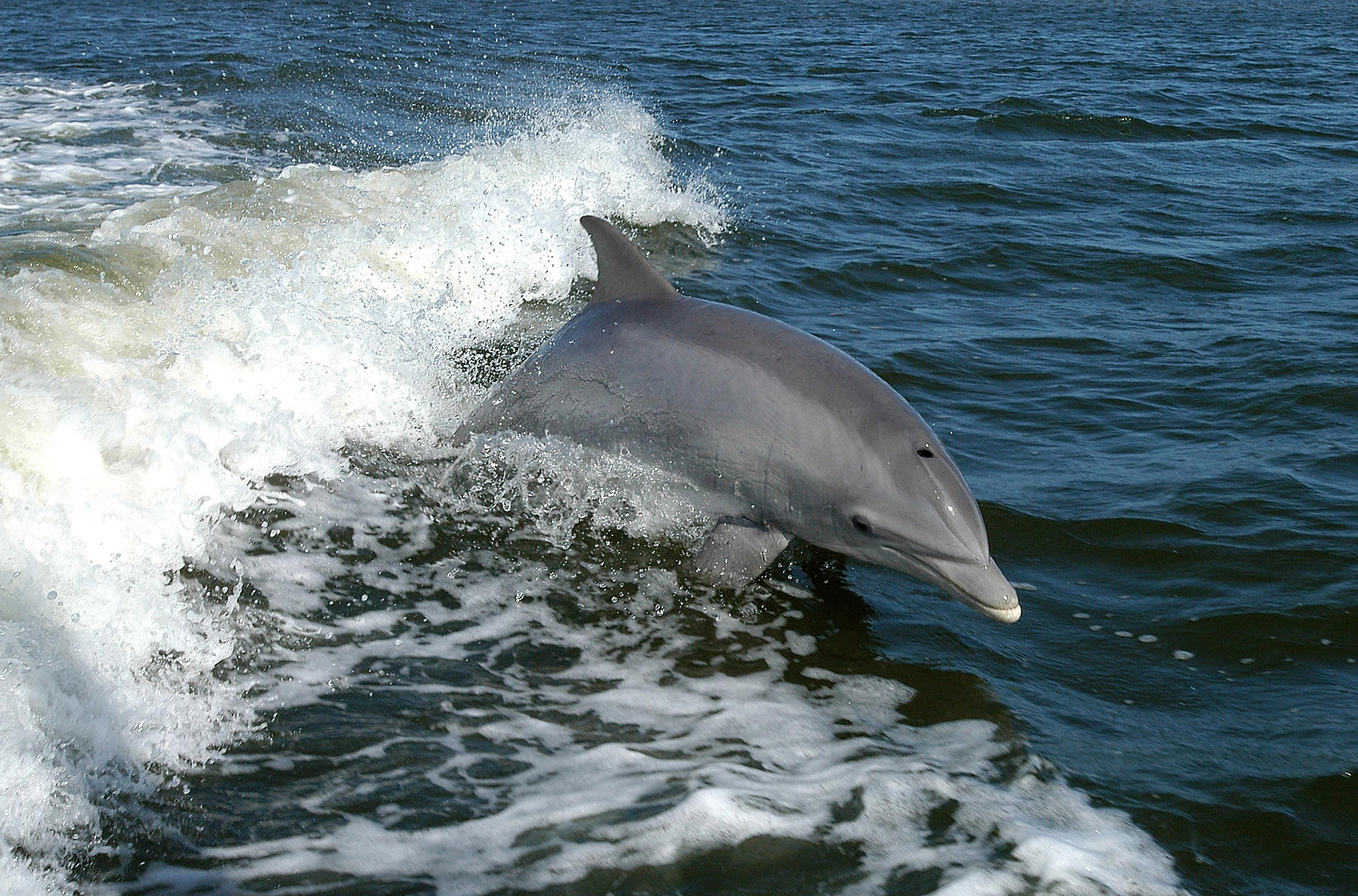 Nature Tour Port Aransas Private Dolphin Adventures United States